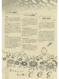 特集　コスモス