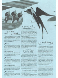 特集　ツバメ